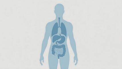 Minimal Blue Anatomical Illustration of Digestive and Respiratory Systems