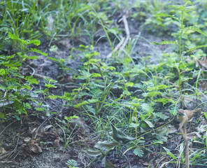 A young Thrasher feeding among the weeds next to the back porch!