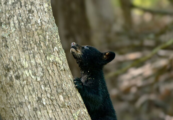 Sweet Little Baby Black Bear 
