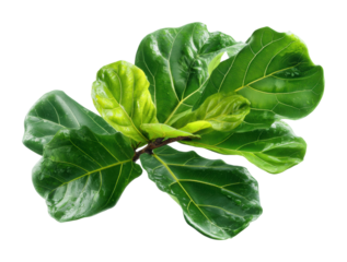 Vibrant green fiddle leaf fig leaves nature botanical