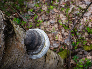 polypore growing on a tree