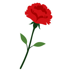 Carnation flower vector with a clean white background, perfect for digital, print, and graphic design projects.
