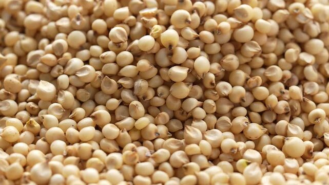 Macro video of jowar or great millets. Close up video of sorghum on rotating disk.