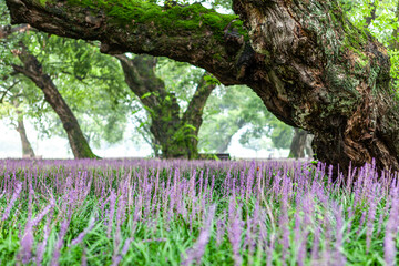 Summer scenery of the forest park outside the castle in Seongju-gun, Gyeongsangbuk-do, Korea, where purple broadleaf liriope flowers bloom.