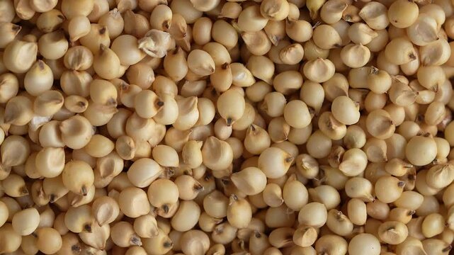 Macro video of jowar or great millets. Close up video of sorghum on rotating disk.
