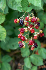 blackberries