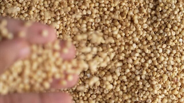 Macro video of jowar or great millets. Close up video of sorghum on rotating disk.