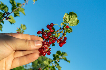 Clusters of bright red currants are held in a hand, showcasing fresh fruit against a vibrant blue...
