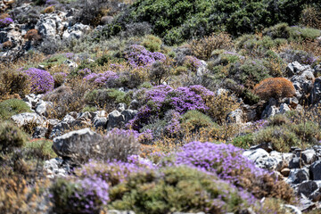 picturesque purple flowers in the mountains on the island of Crete