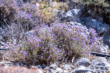 picturesque purple flowers in the mountains on the island of Crete