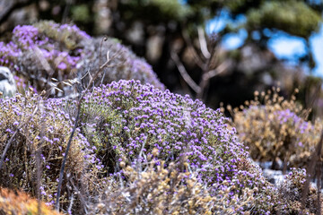 picturesque purple flowers in the mountains on the island of Crete