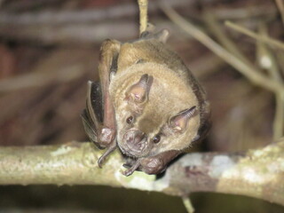 Morcego (Artibeus planirostris) pousado após refeição na divisa de Minas Gerais e São Paulo, sudeste brasileiro