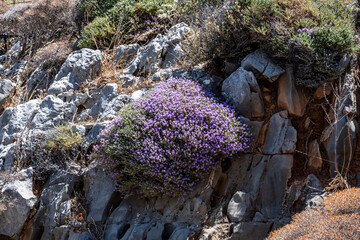 picturesque purple flowers in the mountains on the island of Crete