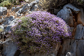 picturesque purple flowers in the mountains on the island of Crete