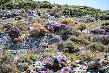 picturesque purple flowers in the mountains on the island of Crete