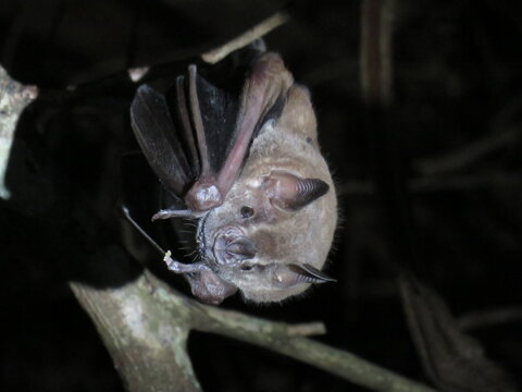Bat (Great Fruit-eating Bat_Artibeus planirostris) perched after a meal on the border between Minas Gerais and S&atilde;o Paulo, southeastern Brazil