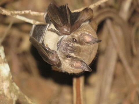 Morcego (Artibeus planirostris) pousado ap&oacute;s refei&ccedil;&atilde;o na divisa de Minas Gerais e S&atilde;o Paulo, sudeste brasileiro
