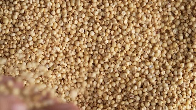 Macro video of jowar or great millets. Close up video of sorghum on rotating disk.