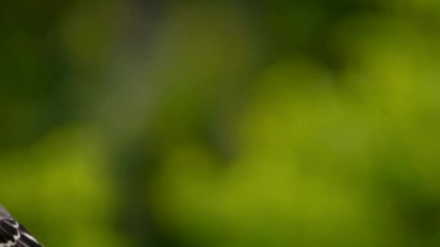 Elegant northern mockingbird perched among vibrant pink flowers against blurred green background in bright daylight conditions.