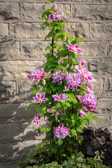A summer HDR image of a climbing Clematis plant, Ranunculaceae, taken in the photographer's garden, England