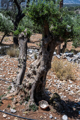 old olive trees in a valley on the island of Crete