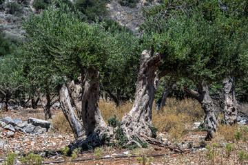 old olive trees in a valley on the island of Crete