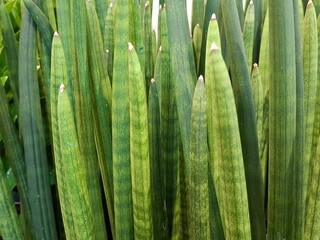 Striking vertical leaves of a Sansevieria Cylindrica plant display a beautiful striped texture