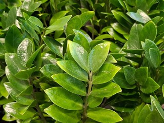 Vibrant green leaves of a ZZ plant thrive in lush, natural light, showcasing healthy foliage