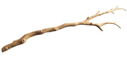 A weathered branch reaching upwards embodying nature s resilience and the silent stories of on transparent background