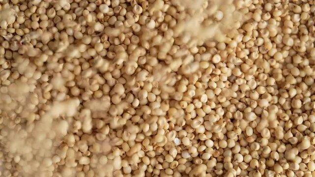 Macro video of jowar or great millets. Close up video of sorghum on rotating disk.