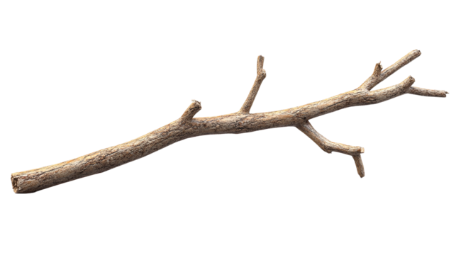 A weathered branch reaching for the sky a silent storyteller of seasons passed under the on transparent background