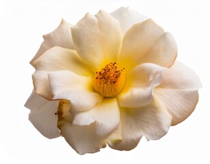 cream desert rose flower isolated on white background ai generated isolated on a white background