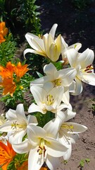 white lilies in the garden