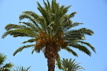 drzewo palmowe piękne rozłożyste © Miroslaw