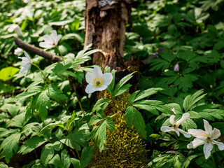 wood anemone in the forest