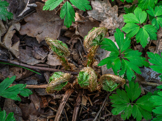 green fern leaves on the ground