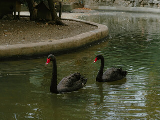 Two black swans swimming peacefully in a pond