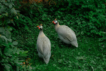 Two guinea fowls standing on green grass in a forest