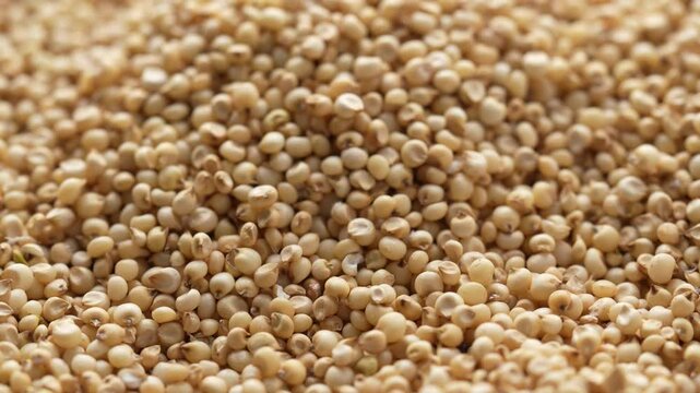 Macro video of jowar or great millets. Close up video of sorghum on rotating disk.
