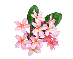 Pink   plumeria, frangipani flowers isolated on   transparent.