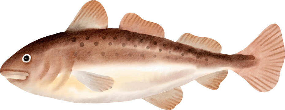 watercolor codfish