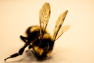 Hummel tod, Bumblebee dead
