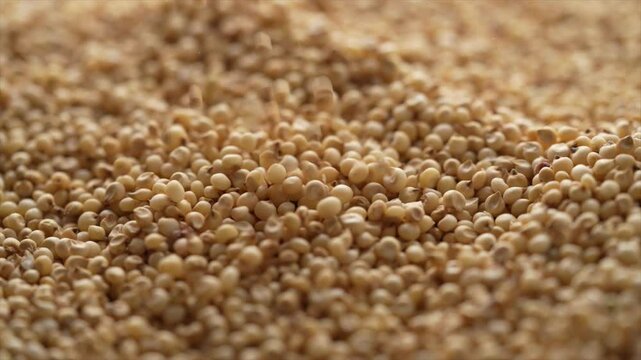 Macro video of jowar or great millets. Close up video of sorghum on rotating disk.