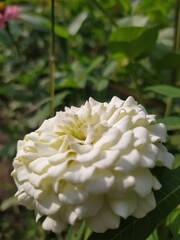 white Zinnia flower bllooming jgn my garden