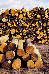 Large pile of wood logs waiting to be processed in lumber industry
