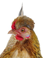  chicken isolated on white background