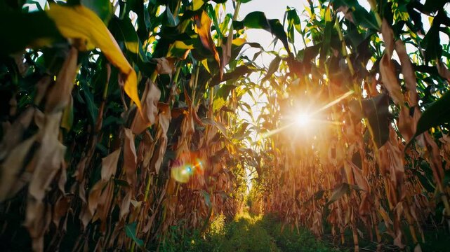 Sunlight shining through golden cornfield during harvest season, immersive autumn farming scene for agriculture, food, or thanksgiving themes