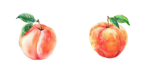 peach watercolor vector illustration