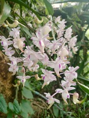  blossom  of colorful orchids