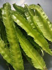 fresh green lettuce